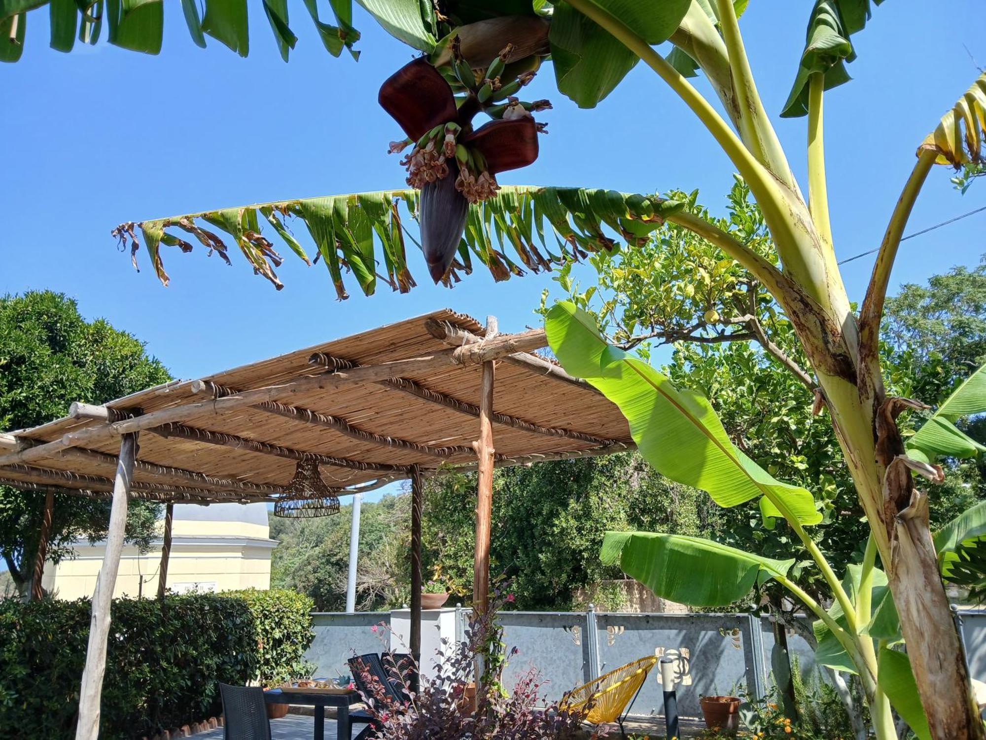 Sonnino B&B Procida Værelse billede